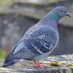 Pigeon biset