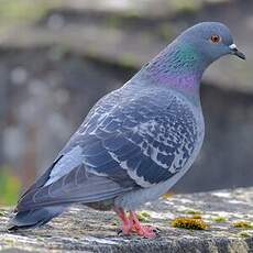 Pigeon biset