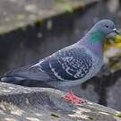 Pigeon biset