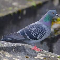 Pigeon biset