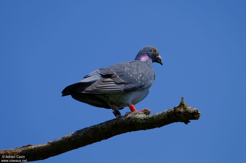 Rock Doveadult