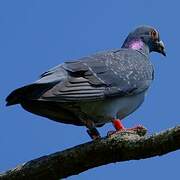 Rock Dove
