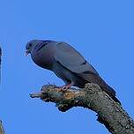 Pigeon colombin
