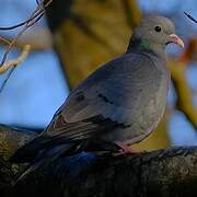 Stock Dove