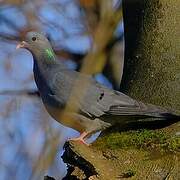 Stock Dove