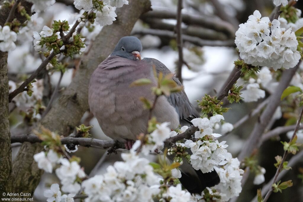 Pigeon ramier