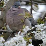 Common Wood Pigeon