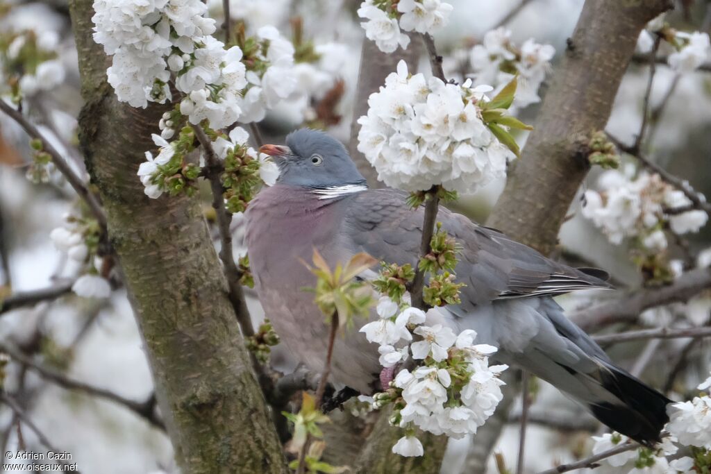 Common Wood Pigeon