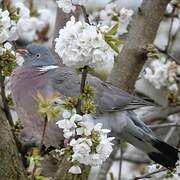 Common Wood Pigeon