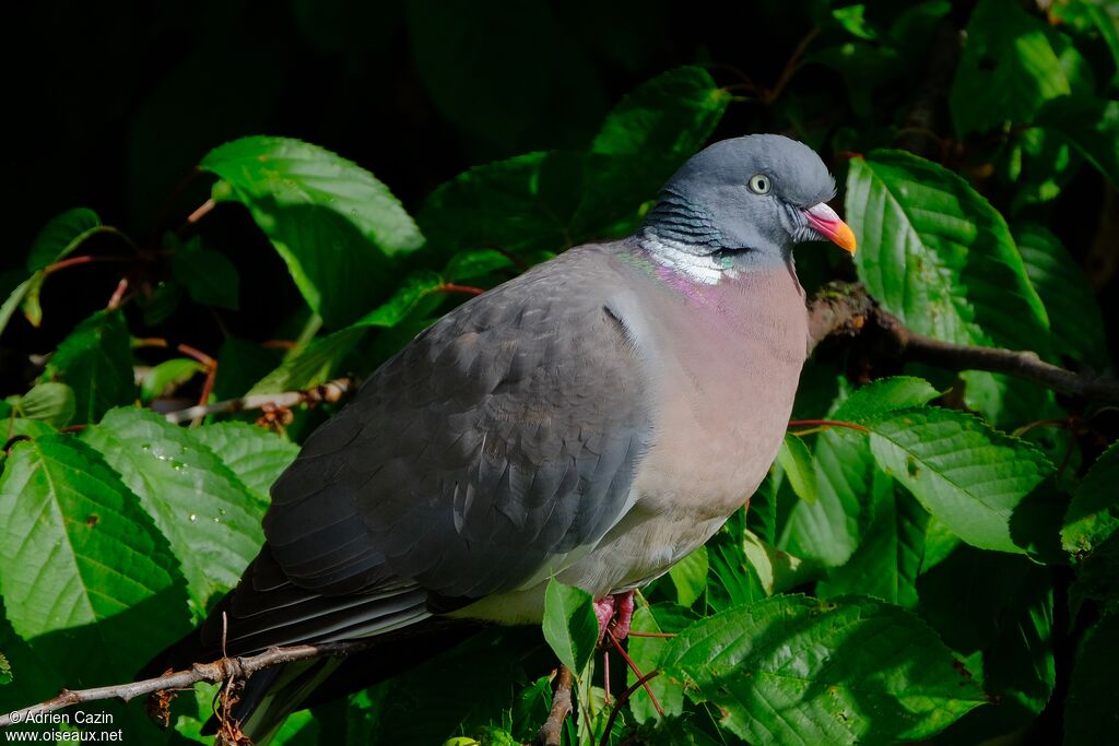Pigeon ramieradulte, identification