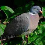 Pigeon ramier