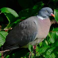 Pigeon ramier