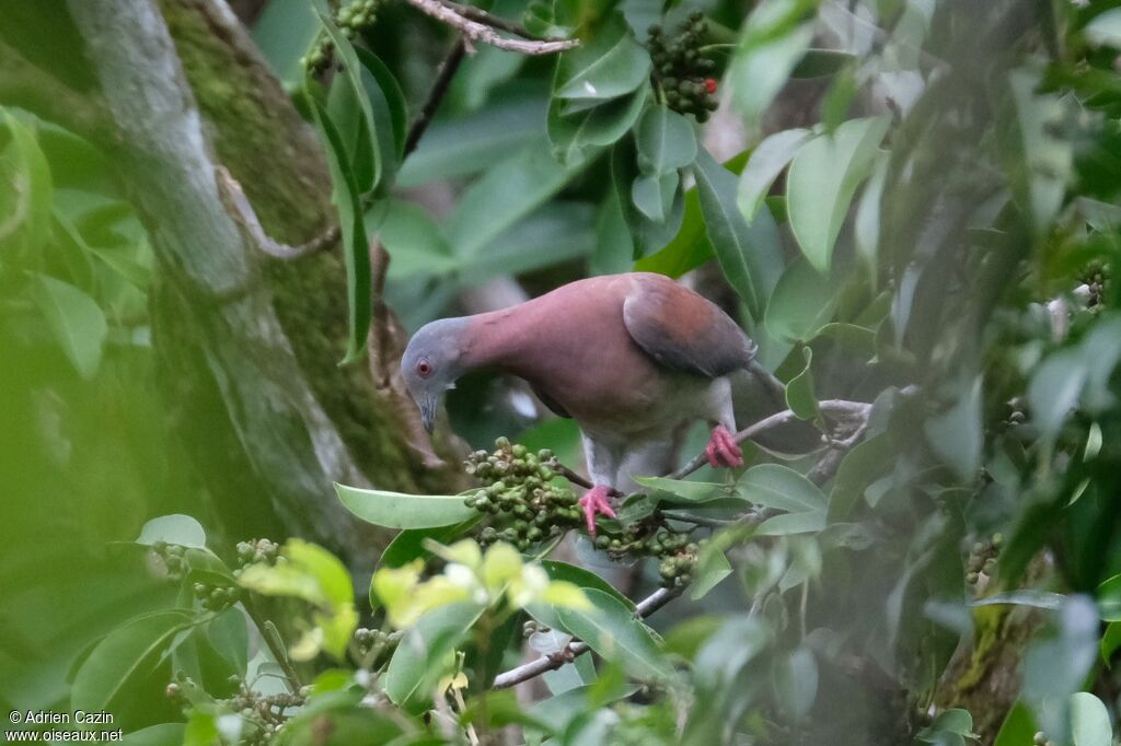 Pale-vented Pigeon