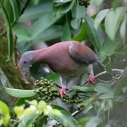 Pale-vented Pigeon