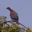 Pigeon rousset