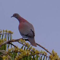 Pigeon rousset