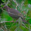 Pigeon vineux