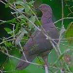 Pigeon vineux