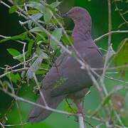 Pigeon vineux