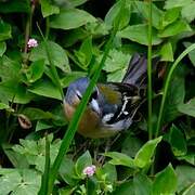 Azores Chaffinch