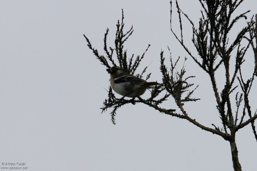 Azores Chaffinch male