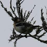 Azores Chaffinch