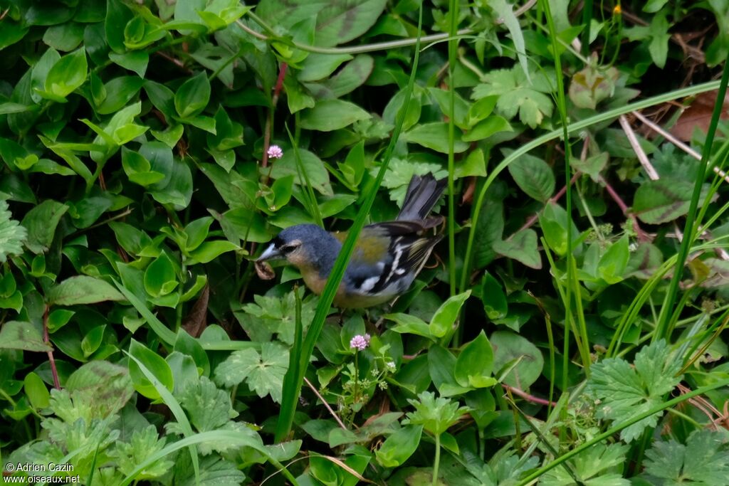 Azores Chaffinch male adult