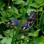 Azores Chaffinch