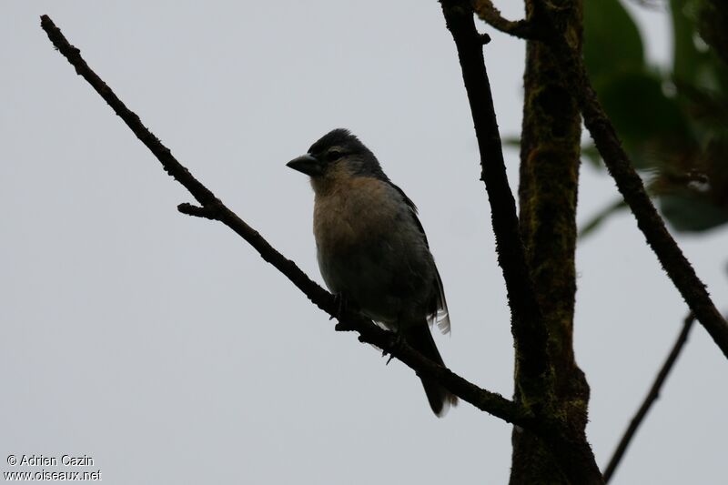 Azores Chaffinch male