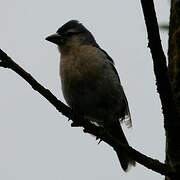 Azores Chaffinch