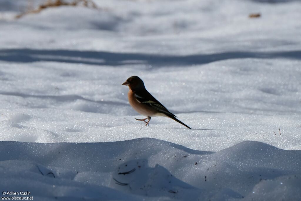 Eurasian Chaffinch, walking