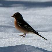 Eurasian Chaffinch