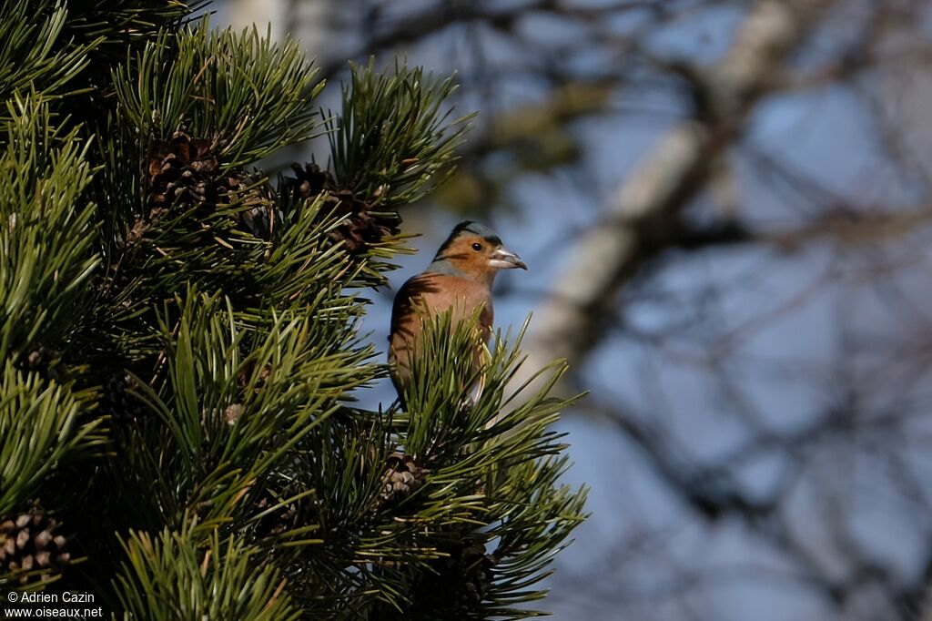 Pinson des arbres, mange