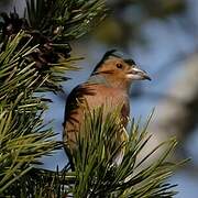 Common Chaffinch