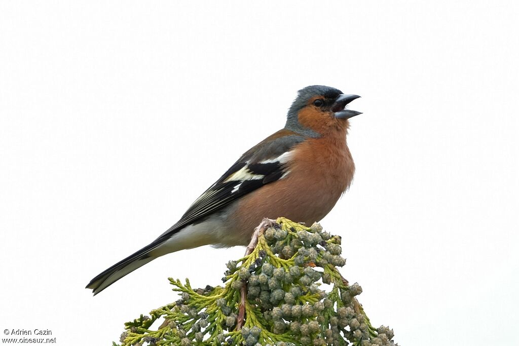 Pinson des arbres mâle adulte