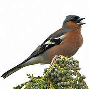 Eurasian Chaffinch