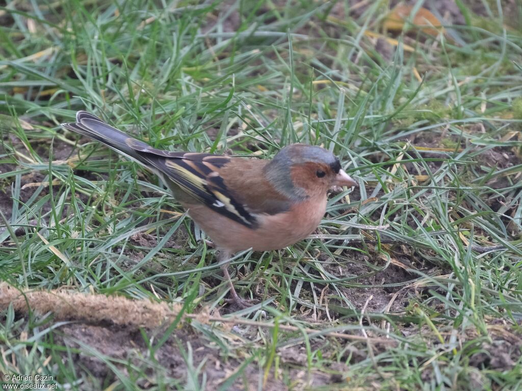 Common Chaffinch