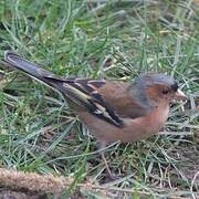 Eurasian Chaffinch