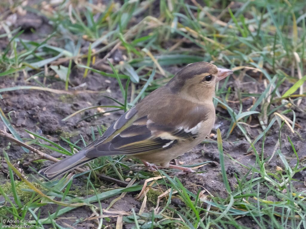 Common Chaffinch female