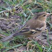 Eurasian Chaffinch