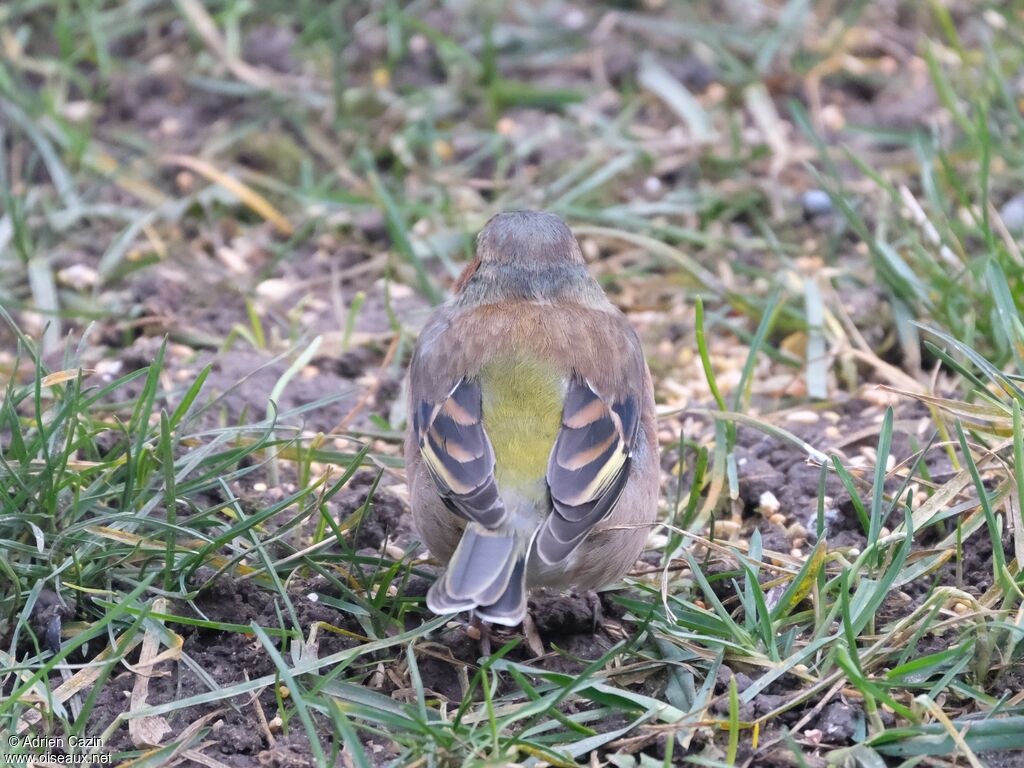 Eurasian Chaffinch