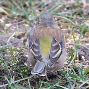 Eurasian Chaffinch