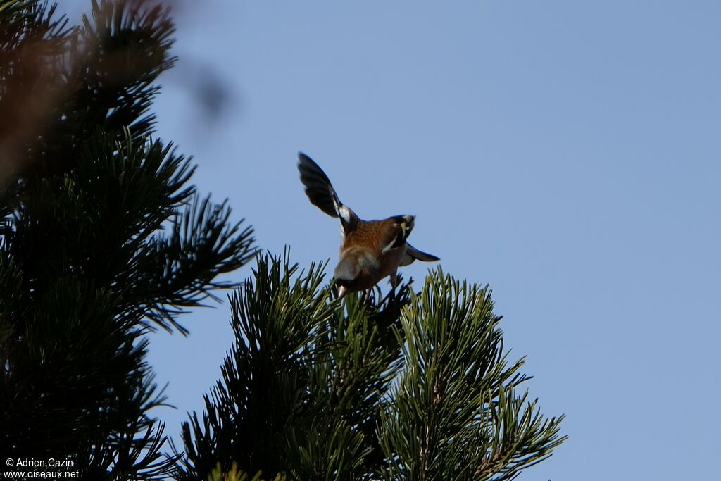 Pinson des arbres