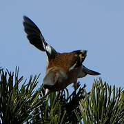 Eurasian Chaffinch