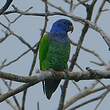 Pione à tête bleue
