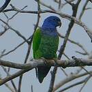Pione à tête bleue