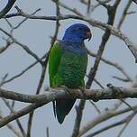 Pione à tête bleue