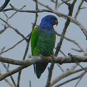 Pione à tête bleue