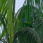 Pione à tête bleue
