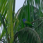 Pione à tête bleue